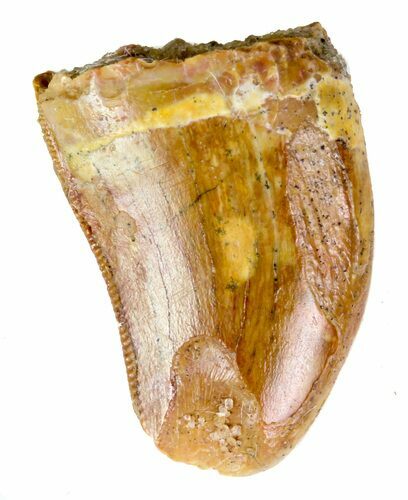 Juvenile Carcharodontosaurus Tooth - Feeding Worn Tip #89097
